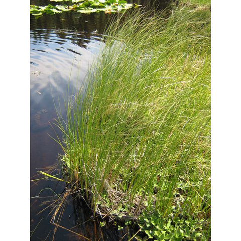 Carex lasiocarpa