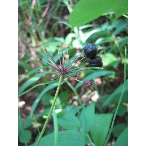 Aralia nudicaulis, fruits