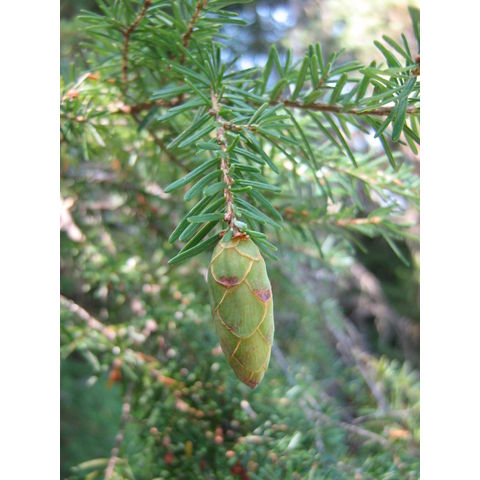 Tsuga heterophylla