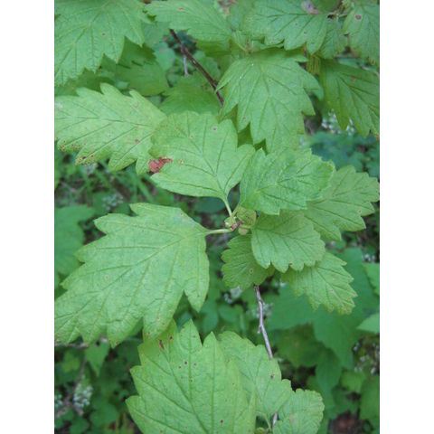 Physocarpus sp.
