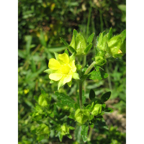 Potentilla sp.
