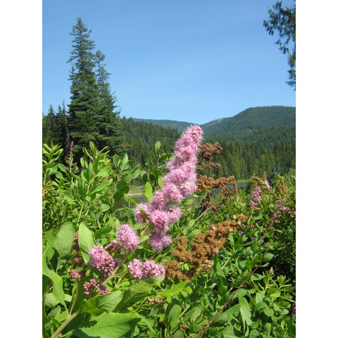 Spiraea sp.