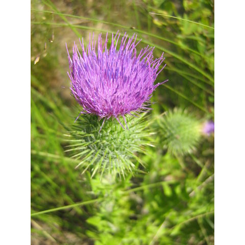 Cirsium sp.