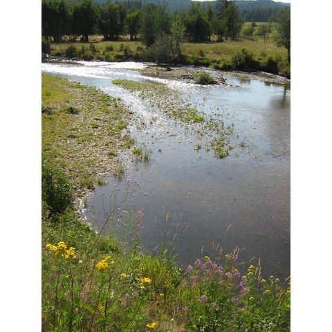 Priest River fork