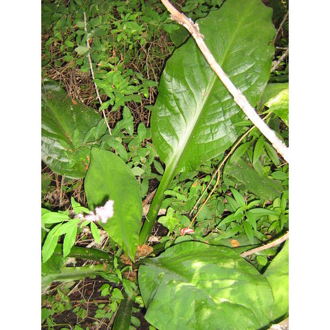 Lysichitum americanum