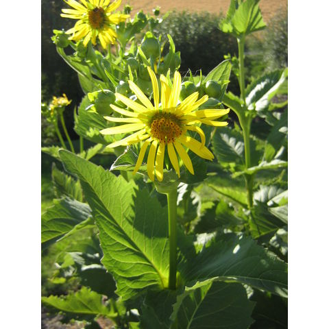 Silphium perfoliatum