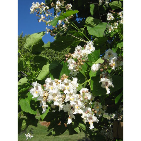 Catalpa speciosa