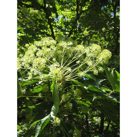 Kalopanax septimlobus