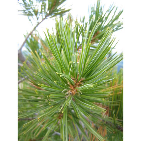 Pinus albicaulis