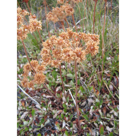 Eriogonum sp.