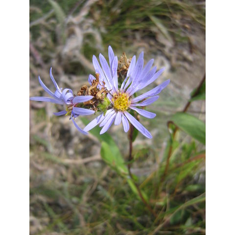 Aster sp.