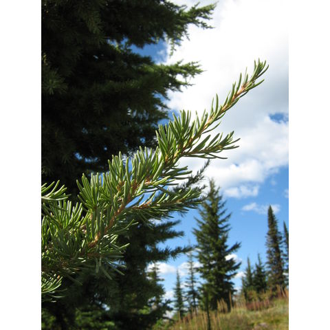 Abies lasiocarpa