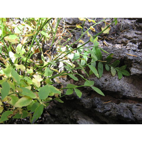 Vaccinium scopulorum