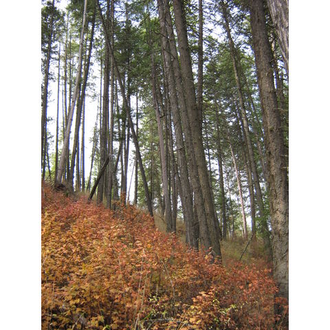 Near Kendrick, Physocarpus malvaceus