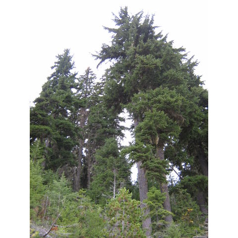 Elk River, Tsuga mertenziana