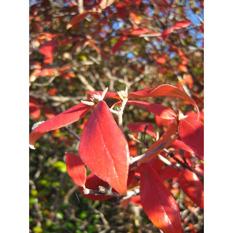 Viburnum x burkwoodii