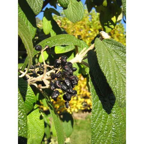 Viburnum rhytidophyllum