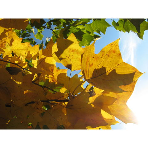 Liriodendron tulipifera