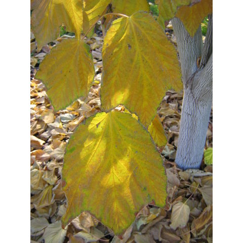 Acer pensylvanicum