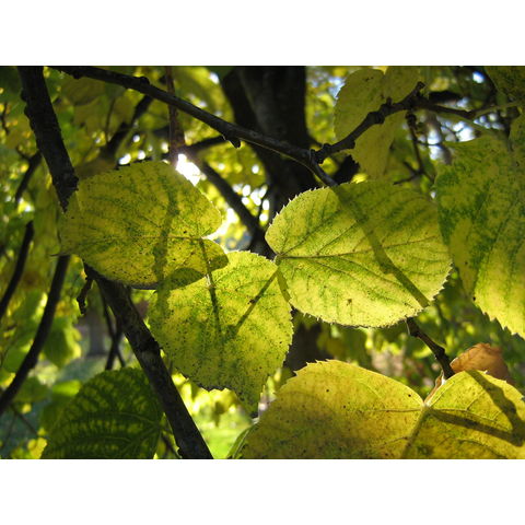 Tilia americana