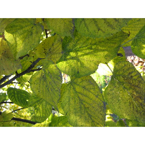 Tilia americana
