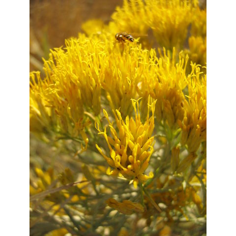 Chrysothamnus nauseosus