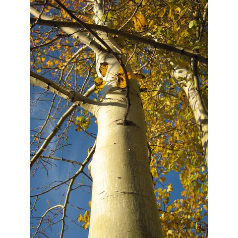 Populus tremuloides