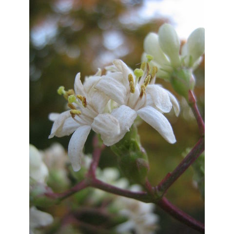 Heptacodinium miconioides