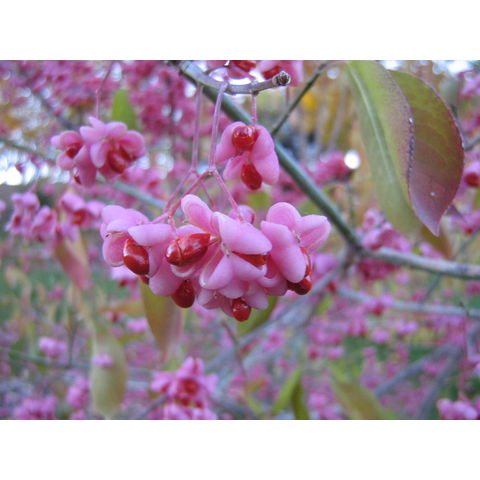 Euonymus hamiltonianus