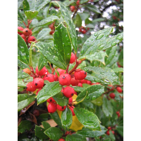 Ilex sp.