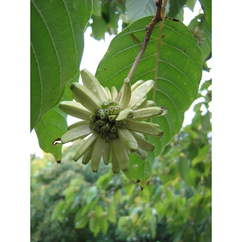 Camptotheca acuminata