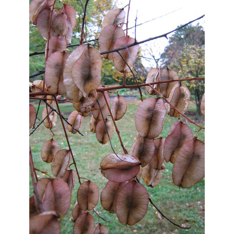 Koelreuteria bipinnata