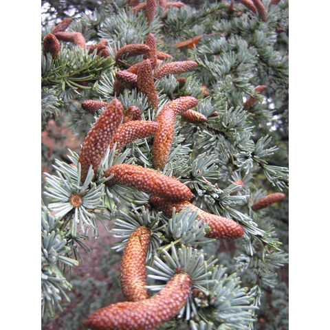 Cedrus atlantica 'Glauca'