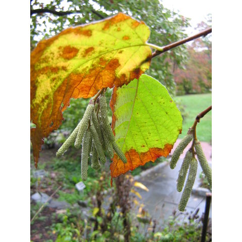 Corylus americana