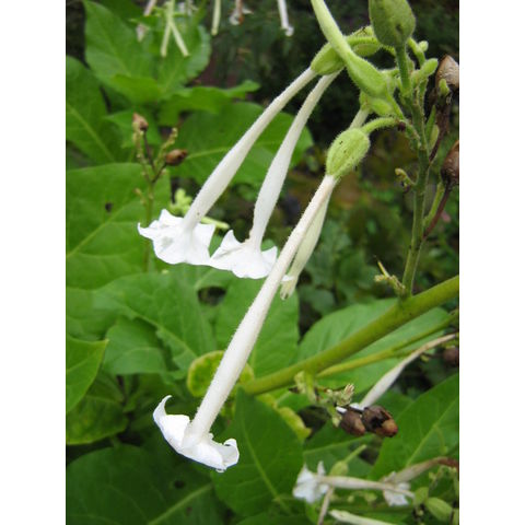 Nicotiana sp.