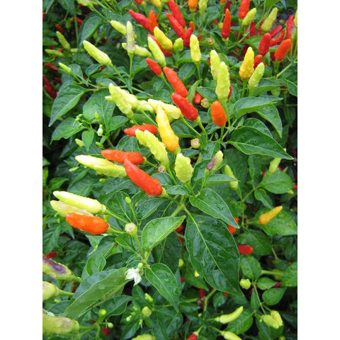 Capsicum sp.
