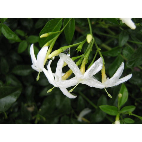 Jasminum tortuosum
