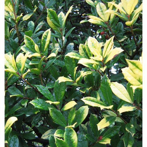 Ilex attenuata 'Sunny Foster'