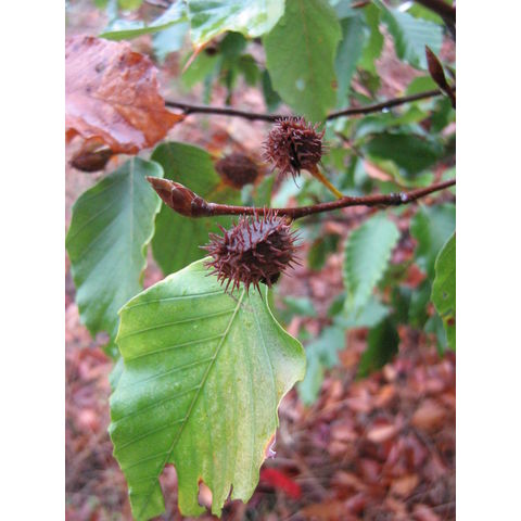 Fagus grandiflora
