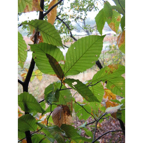 Fagus grandiflora