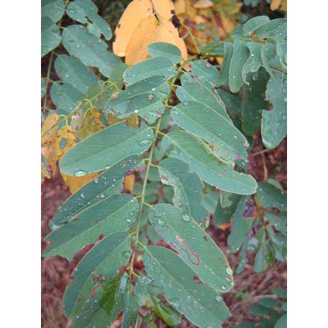 Robinia sp.