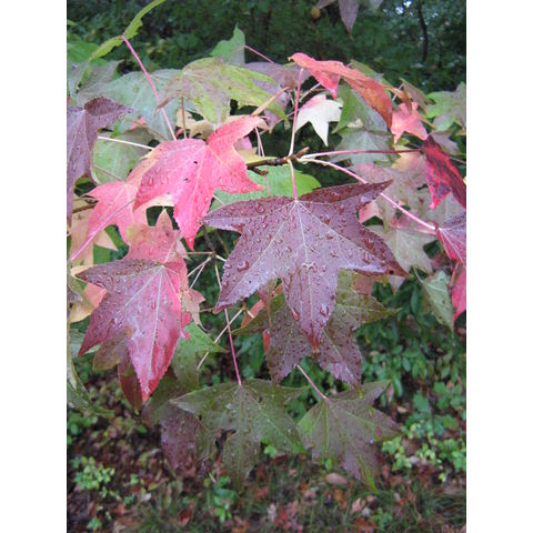 Liquidambar styraciflua