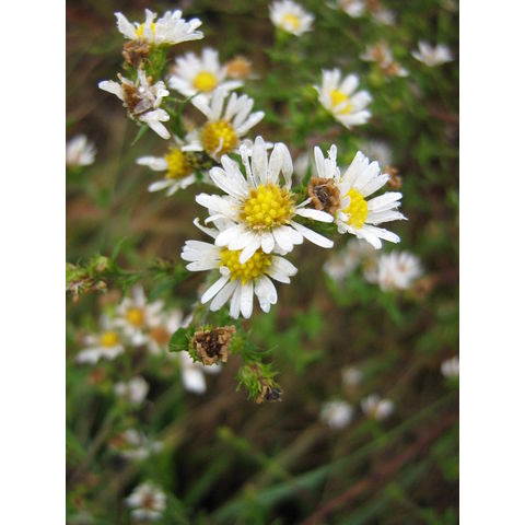 Aster sp.