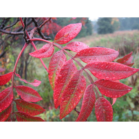 Rhus copallinum