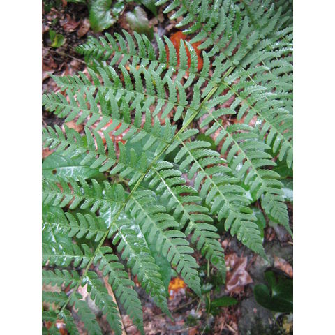 Dryopteris marginalis