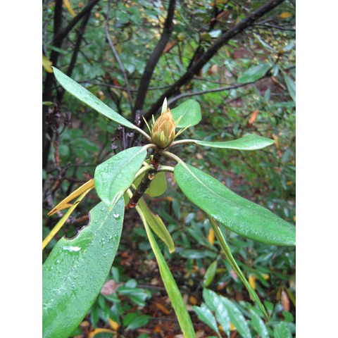 Rhododendron sp.
