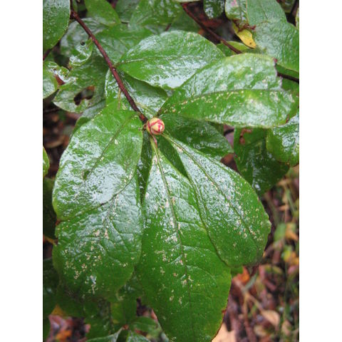 Rhododendrom periclymenoides