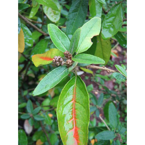 Croton alabamensis