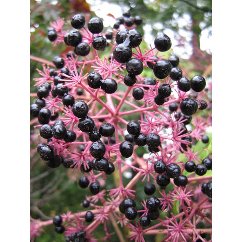 Aralia spinosa