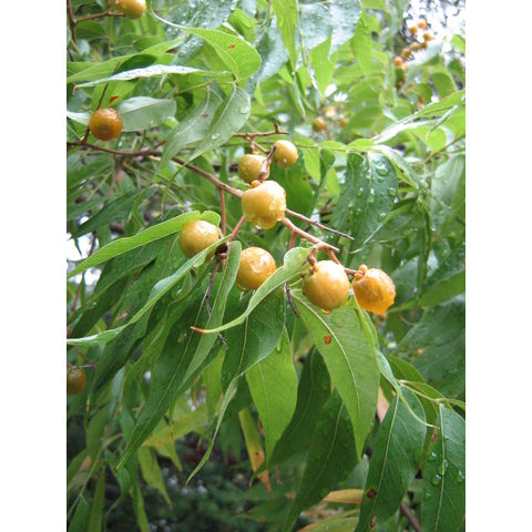 Sapindus saponaria var. drummondii